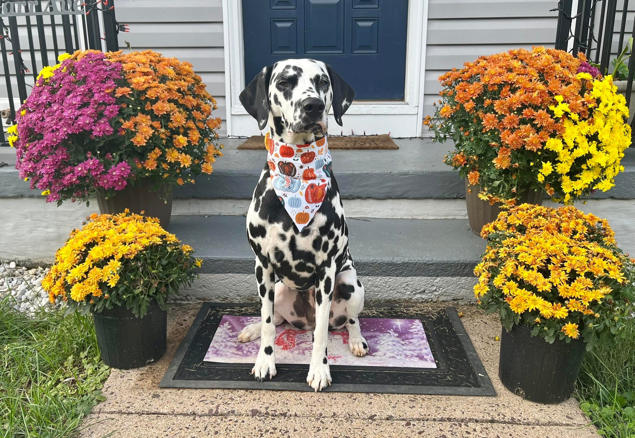 Dog Bandana