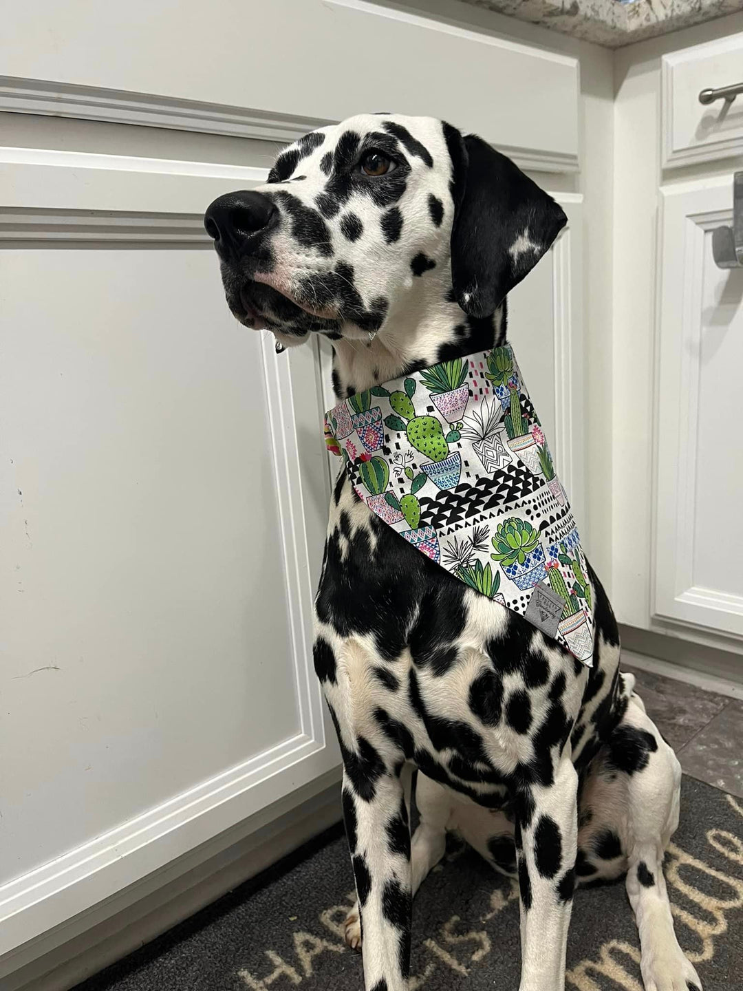succulent dog collar Succulent Stripe Fusion