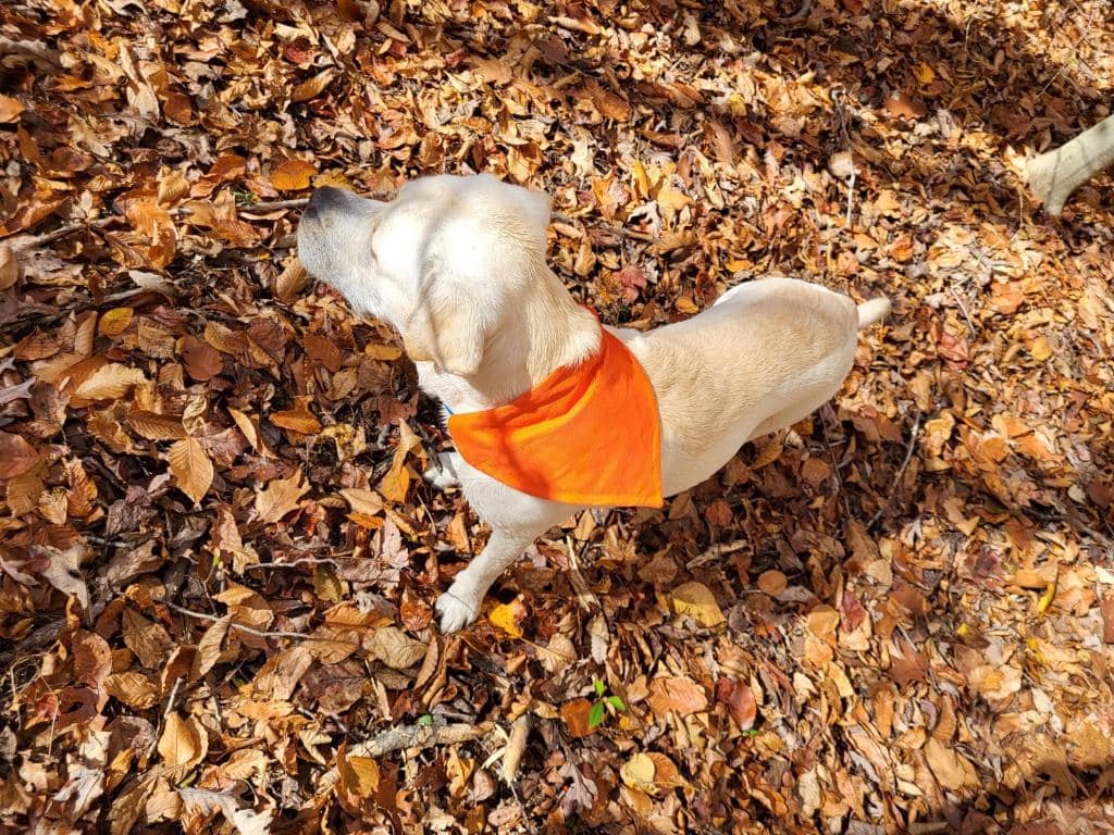 Trailblazer Orange - Hanging High Hammocks